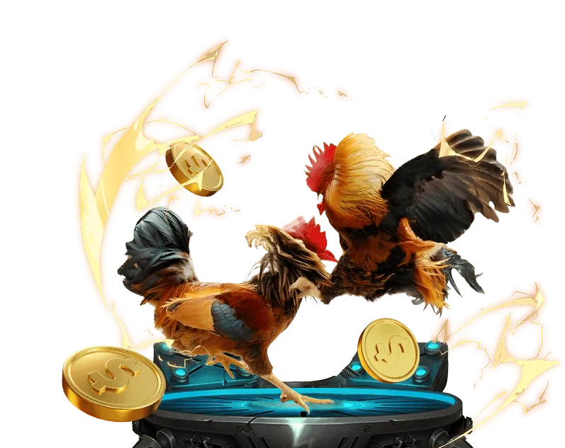 Sân đá gà trực tiếp cúp c1 với màn hình lớn hiển thị kèo cược